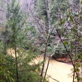 Swift Camp Creek Trail - 3.jpg